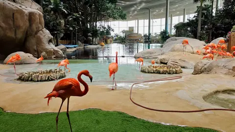 Flamingos in an indoor realm at SeaWorld Yas Island